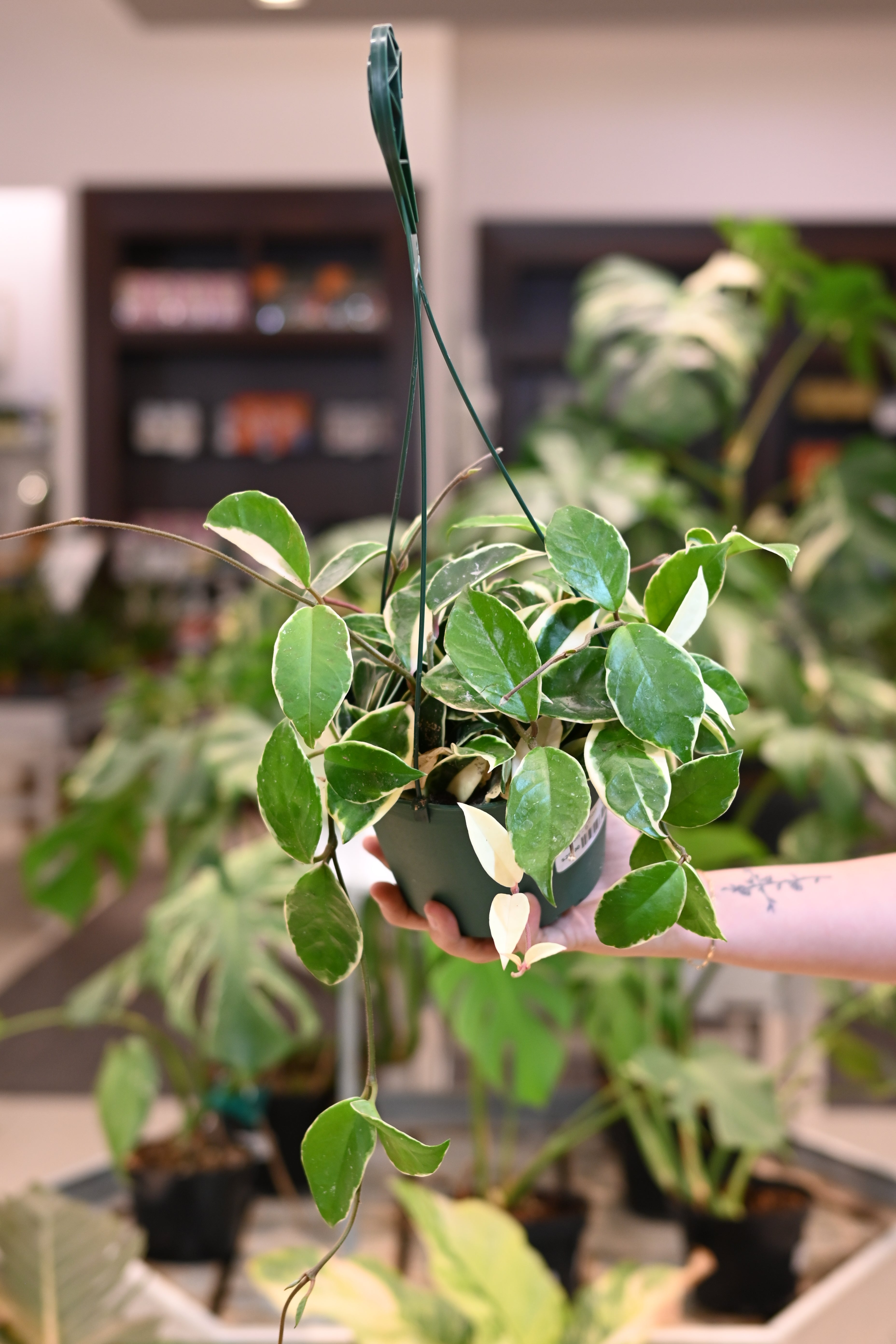 Hoya Krimson Queen – Lost in the Forrest