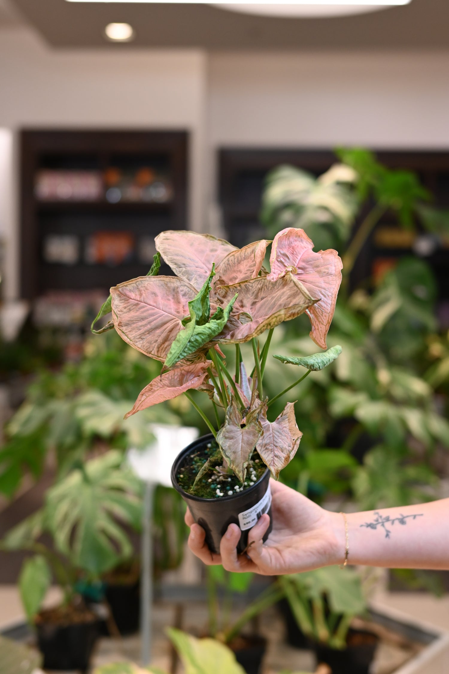 Syngonium Pink Rolli