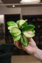 Hoya Australis Lisa