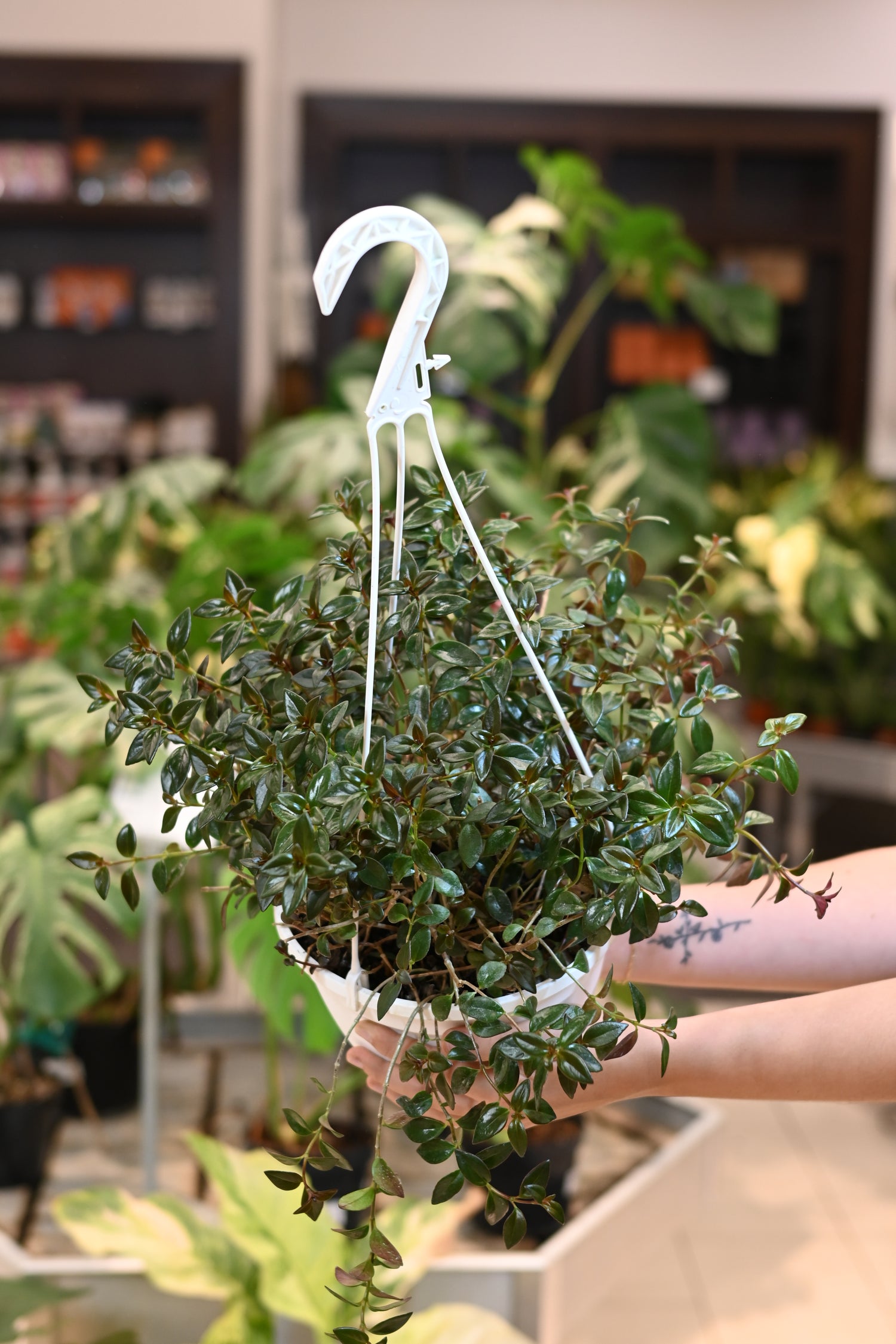 goldfish plant hanging basket Nematanthus 'Goldfish Plant' – Lost in the Forrest