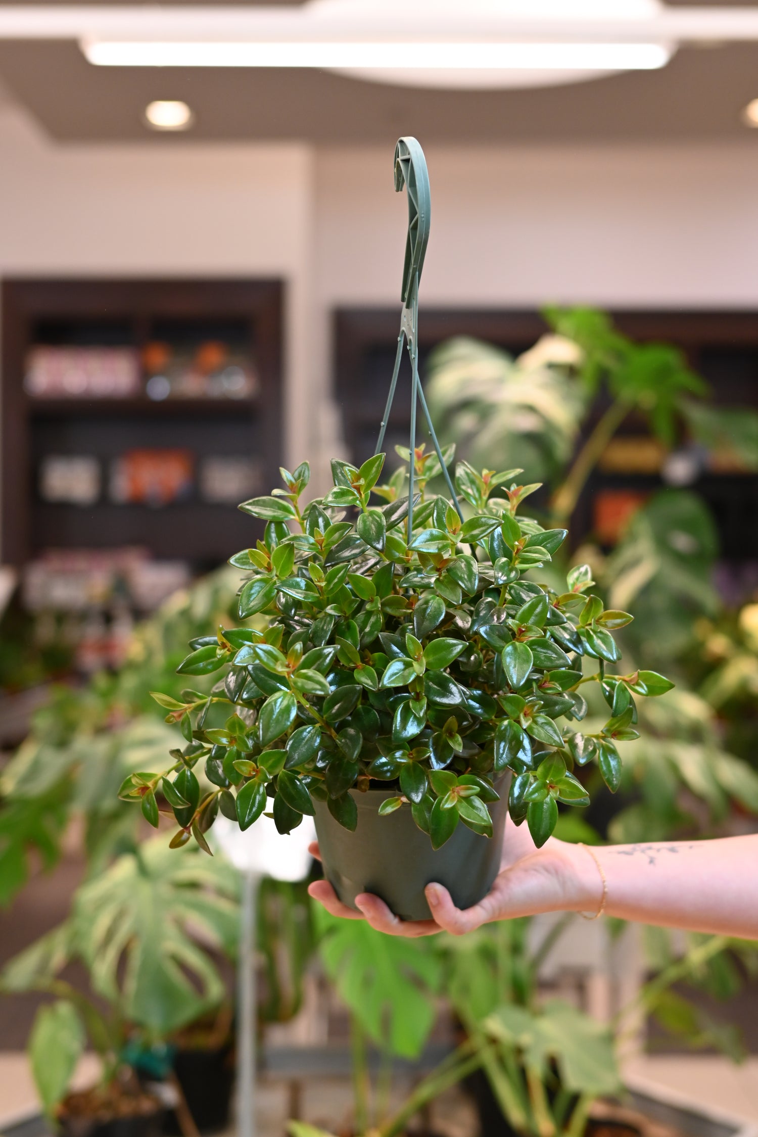 goldfish plant potting soil Nematanthus 'Goldfish Plant' – Lost in the Forrest