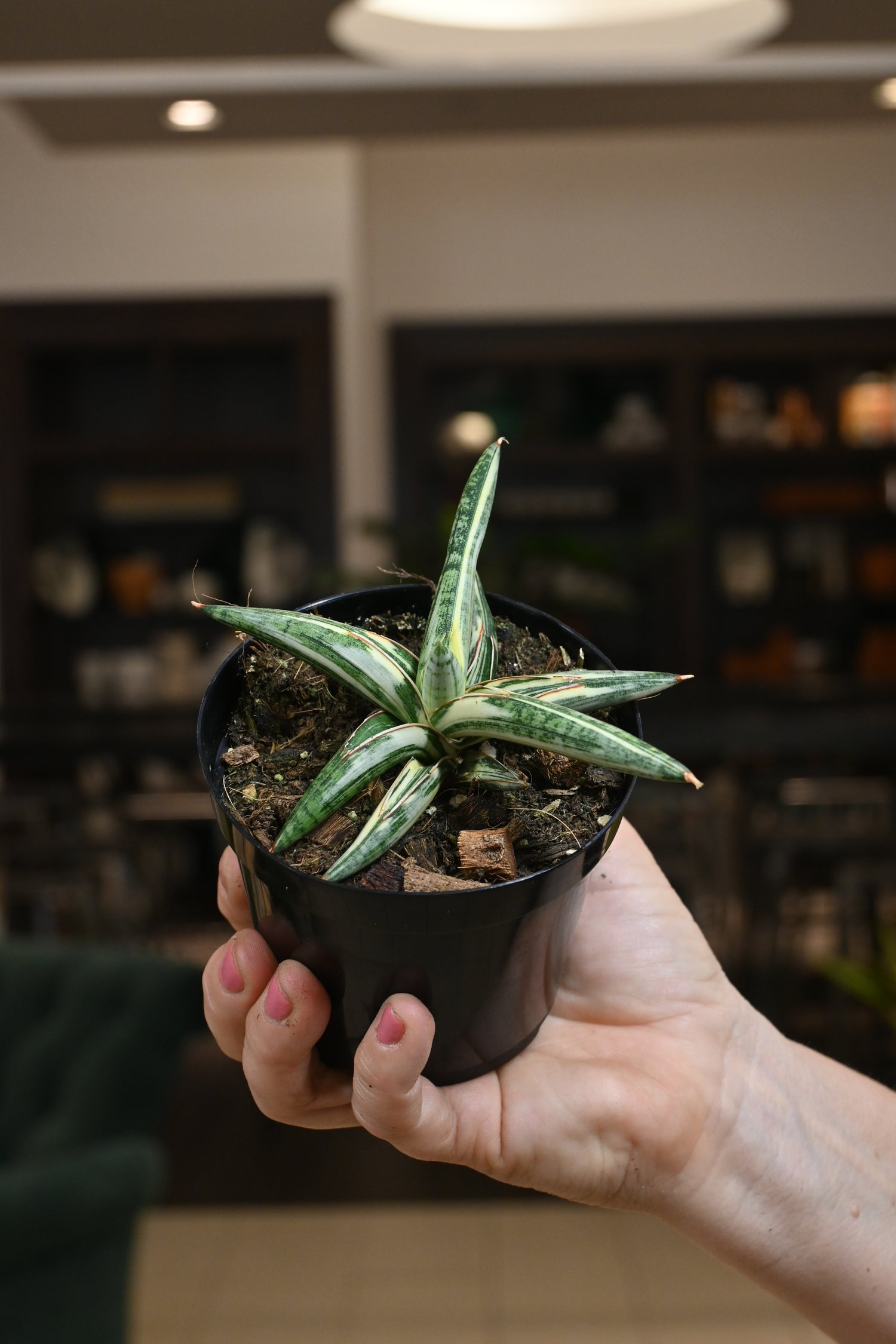 sansevieria lavranos Sansevieria 'Lavranos' Variegated