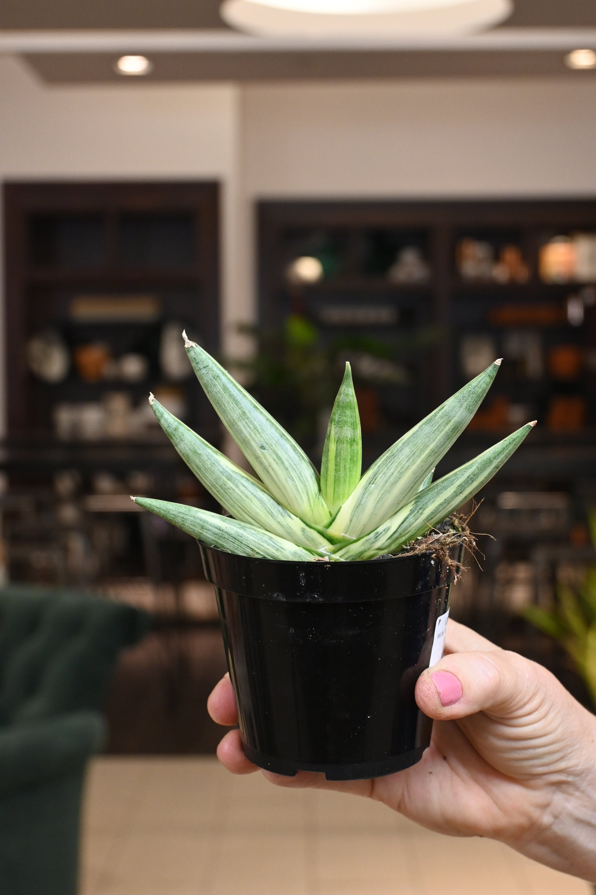 sansevieria sulcata variegated Sansevieria 'Starfish' Variegated – Lost in the Forrest