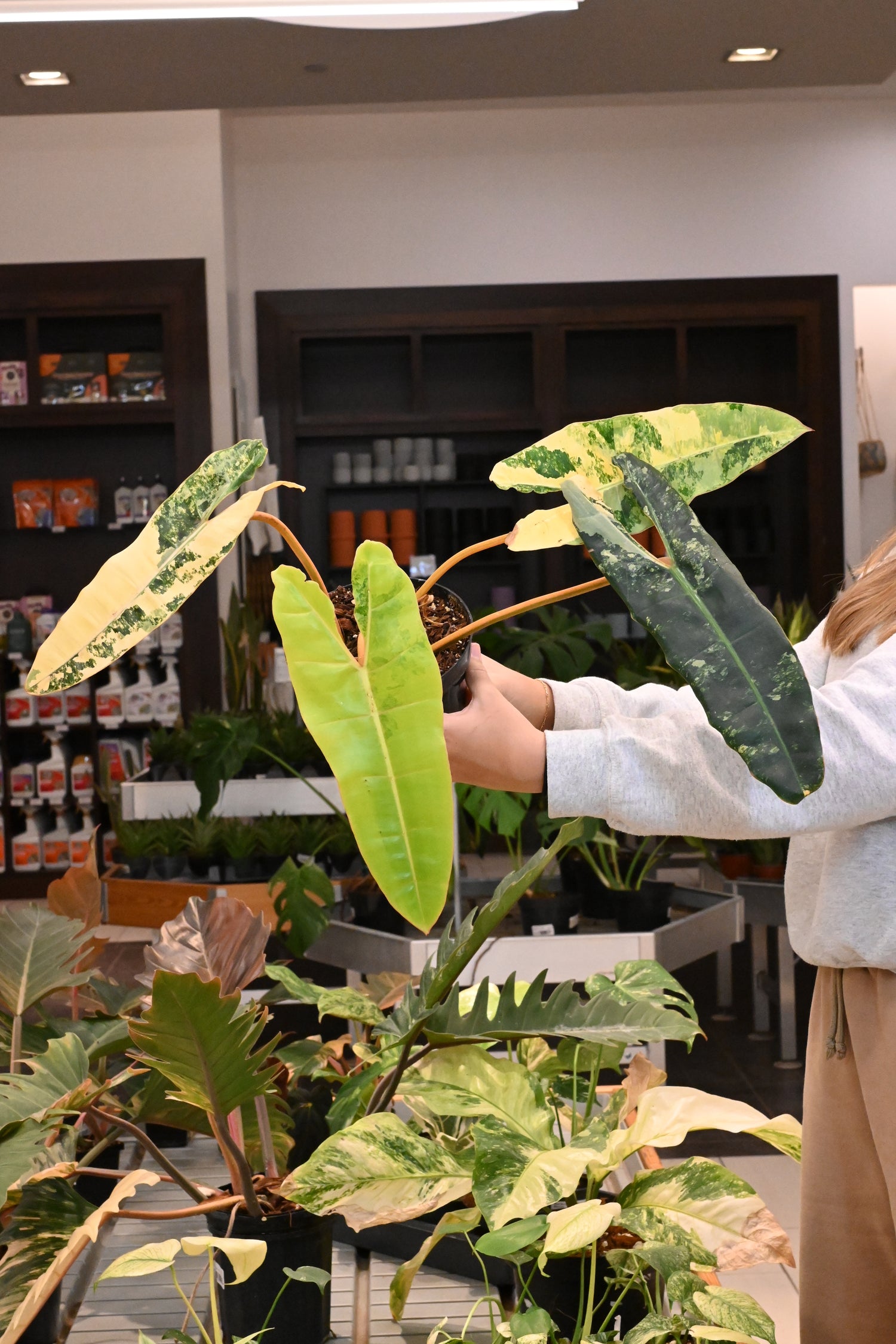 Philodendron Billietiae Variegated