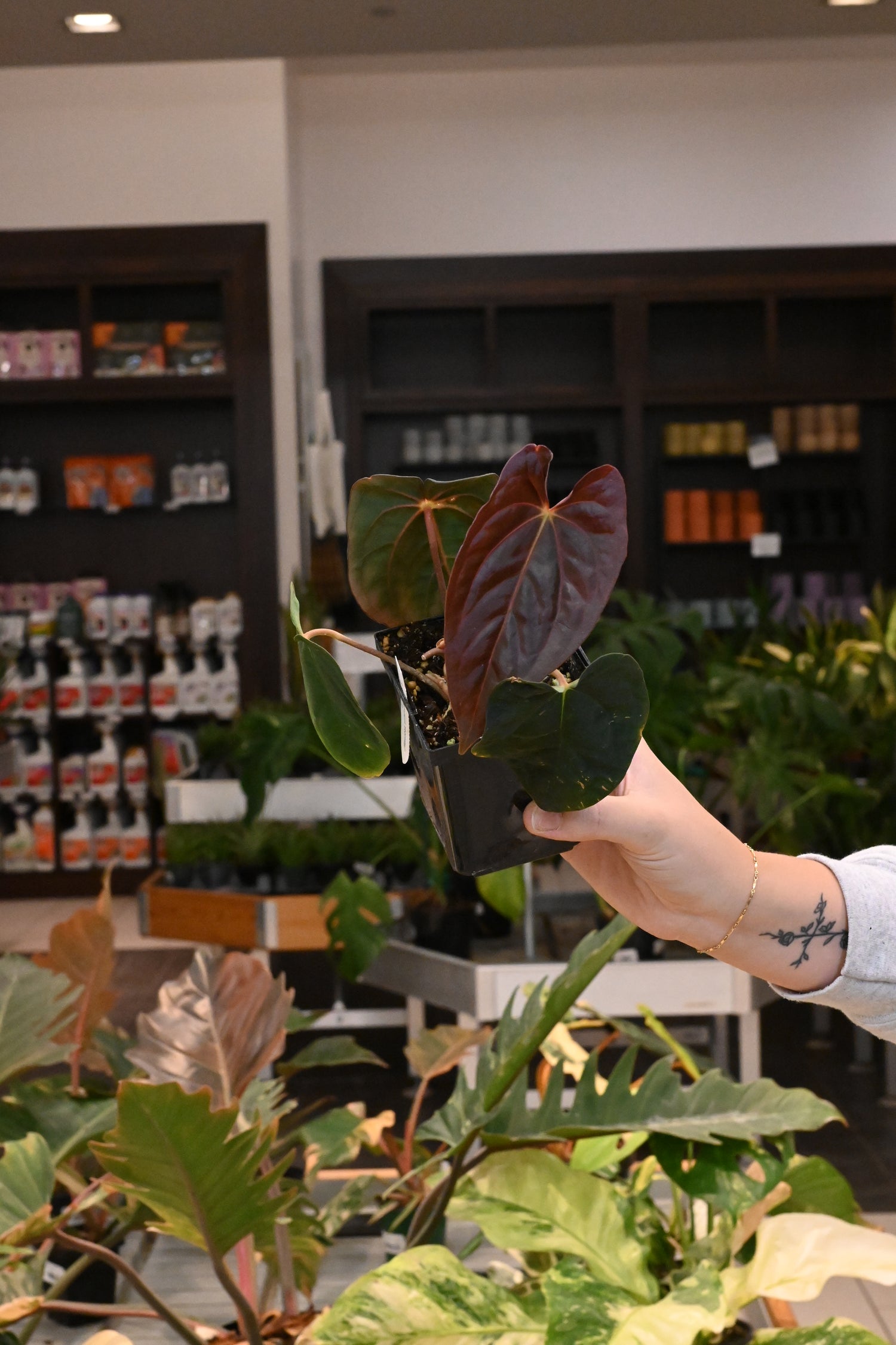 Anthurium Papillilaminum &