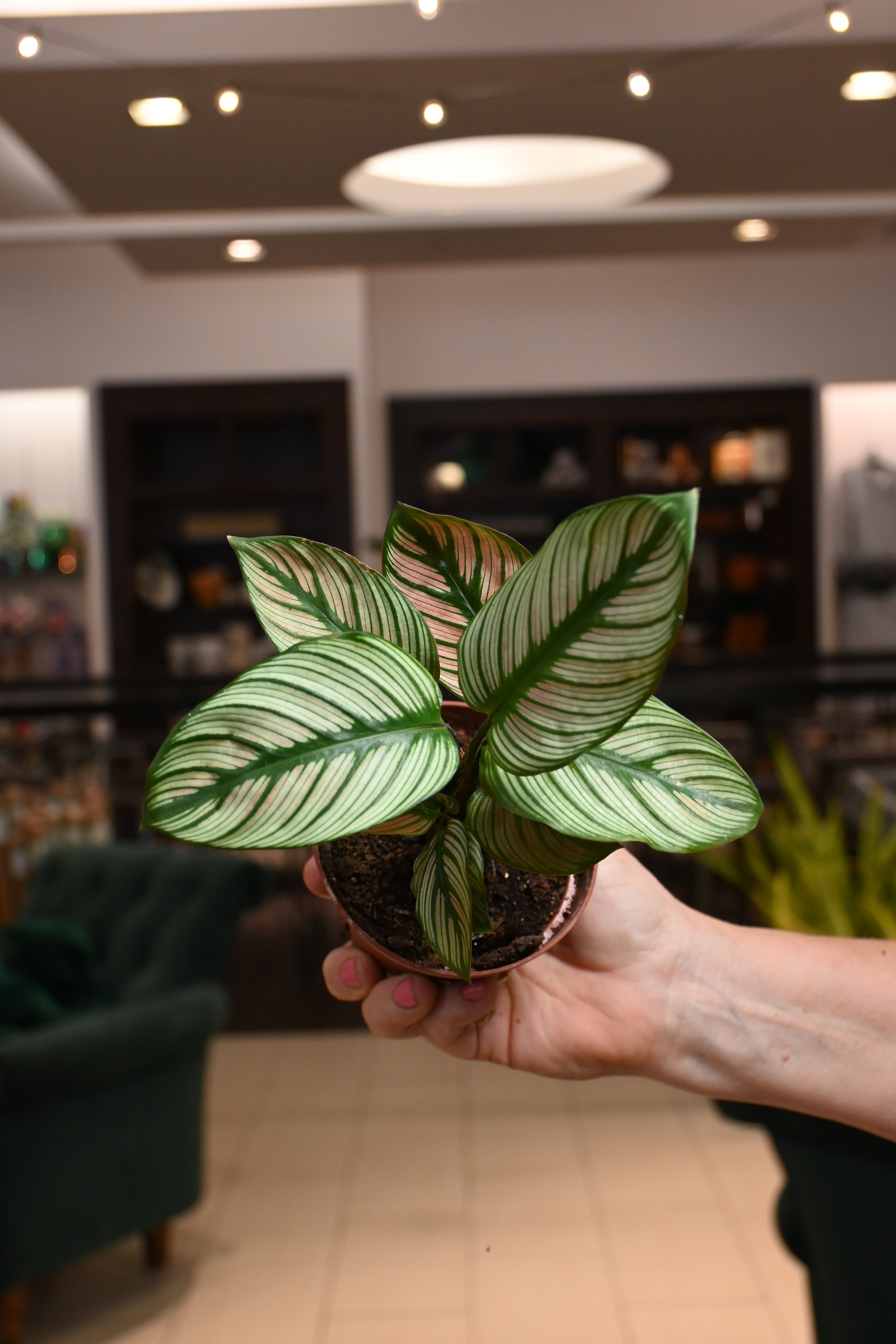 Calathea White Star