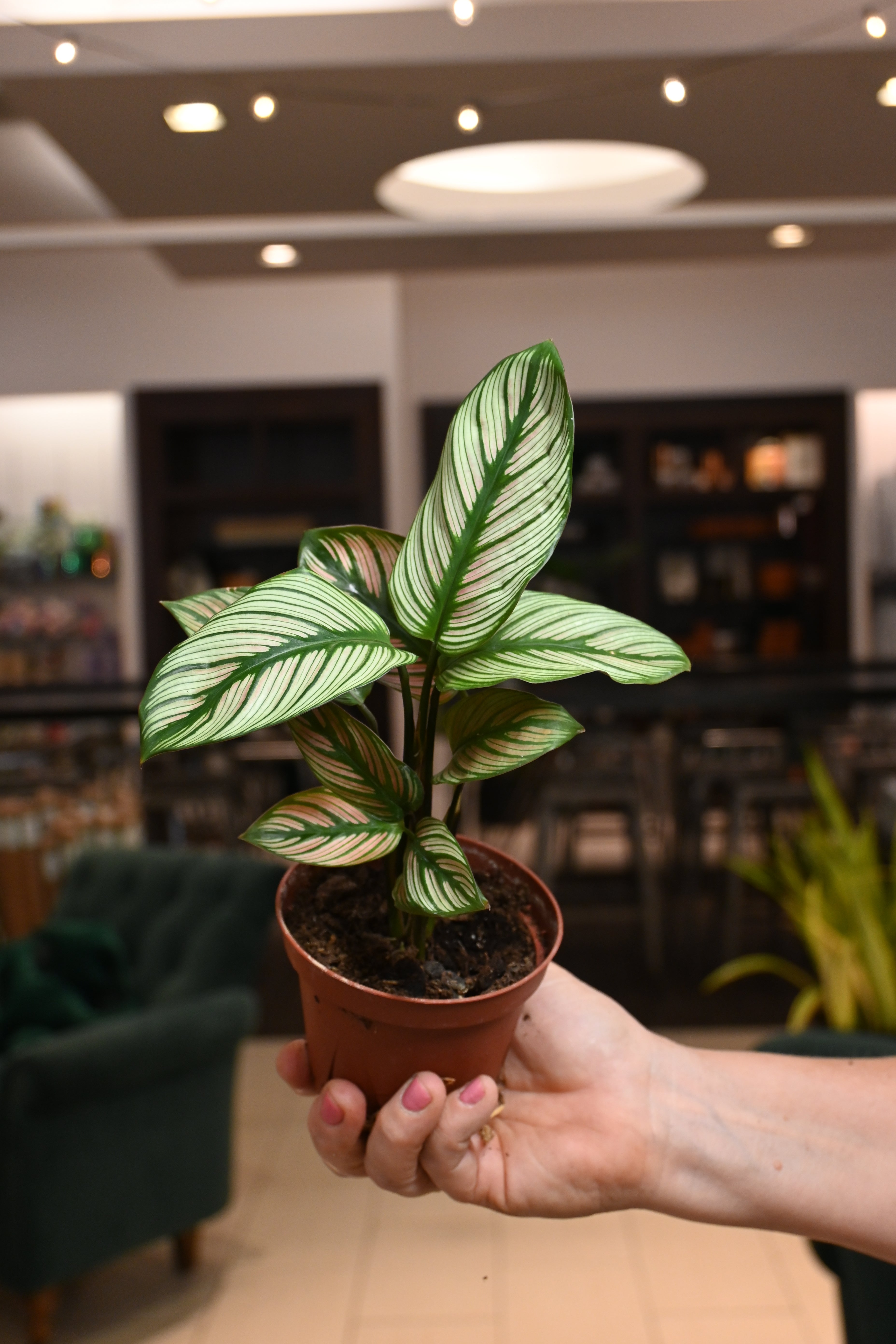 Calathea White Star