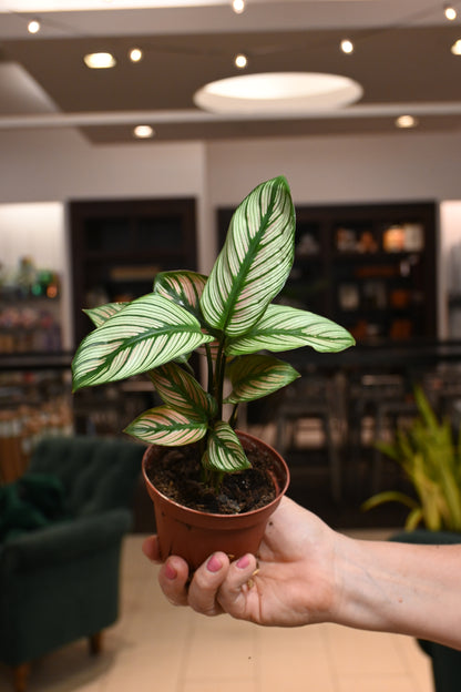 Calathea White Star