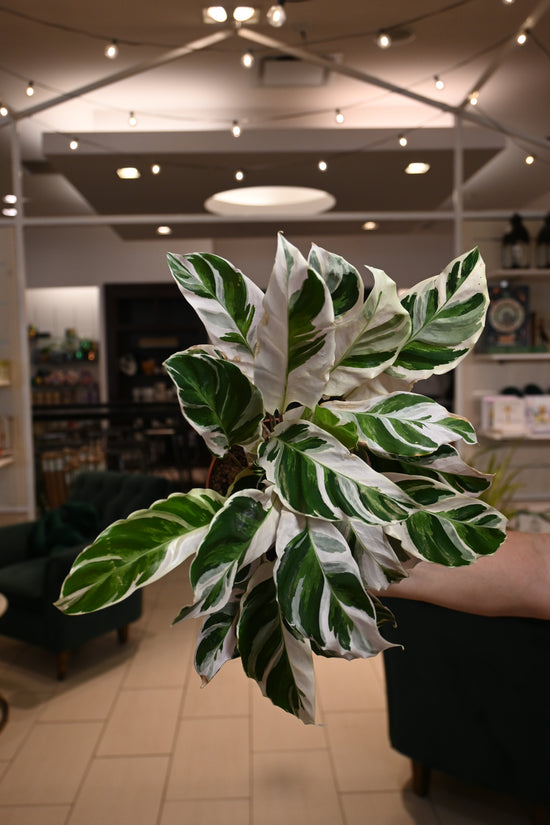 Calathea White Fusion