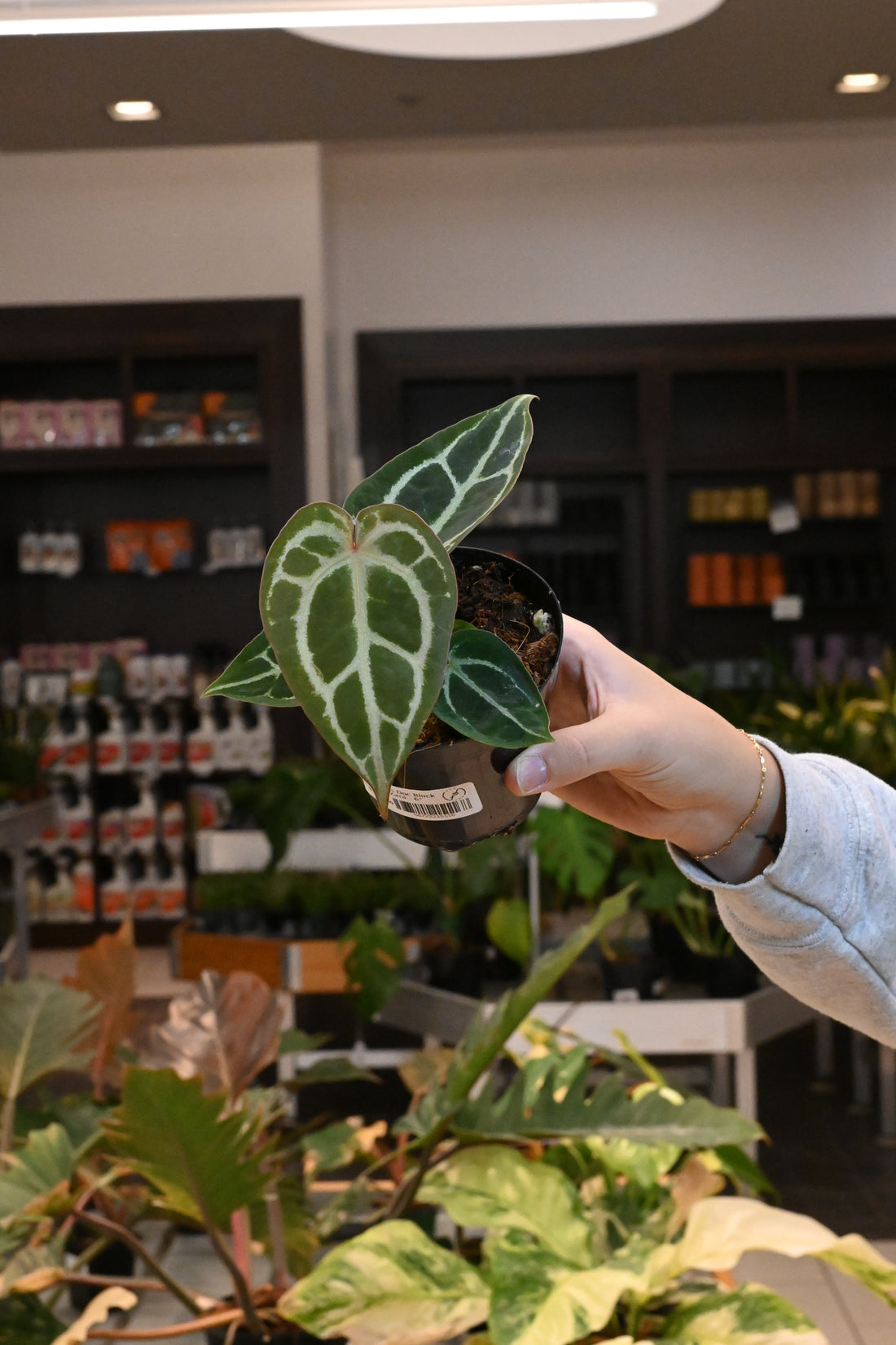 Anthurium Doc Block Brielle x Zara