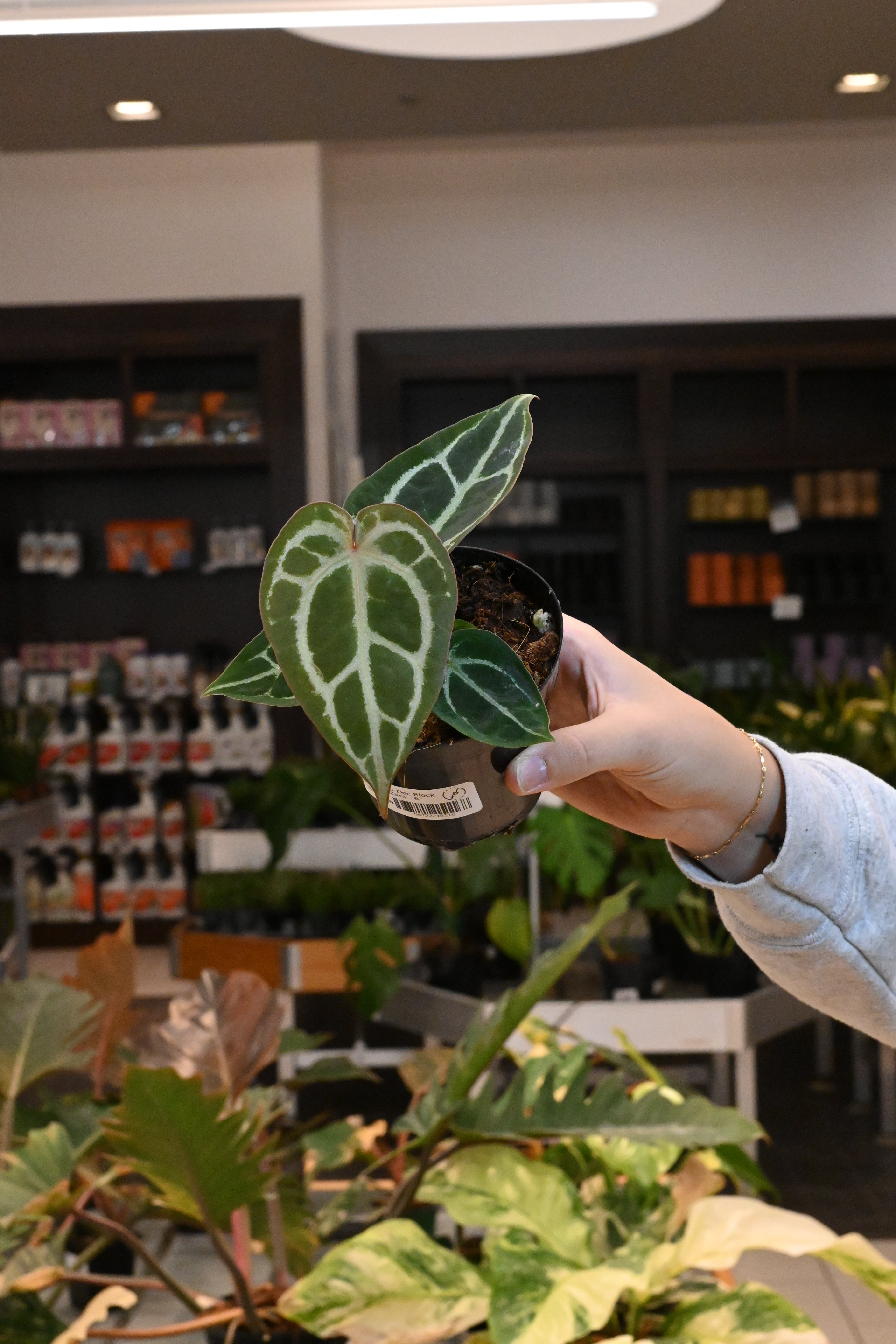 Anthurium Doc Block Brielle x Zara