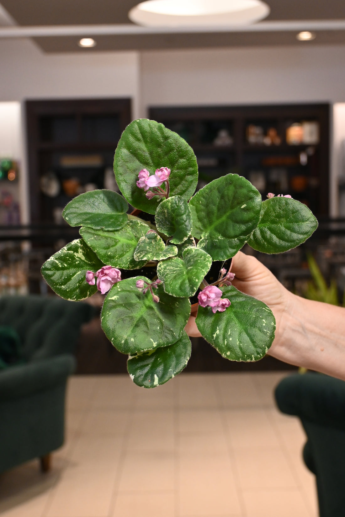 African Violet Assorted