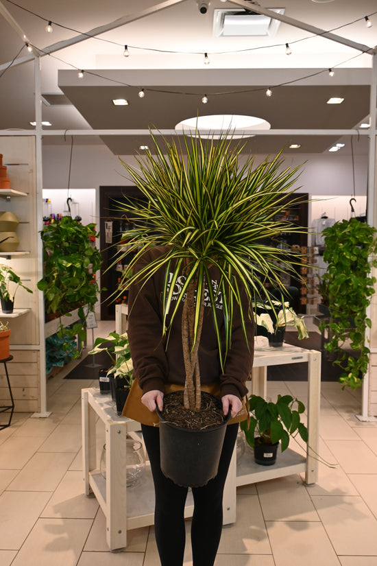 Dracaena Kiwi Braid