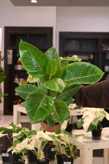 ficus altissima indoor plant Ficus Altissima – Lost in the Forrest