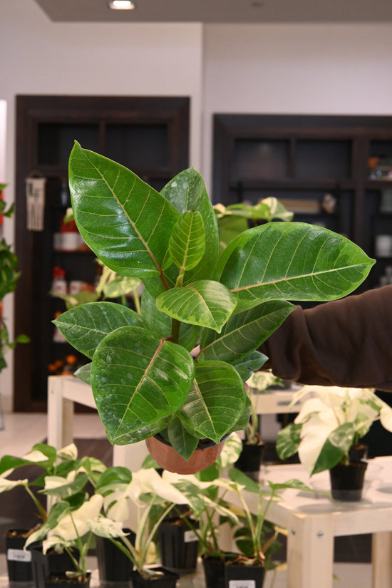 Ficus Altissima