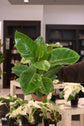 Ficus Altissima
