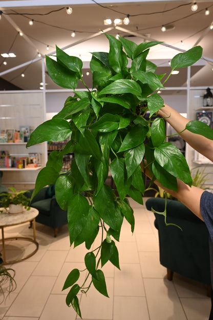 Epipremnum Pinnatum Aurea