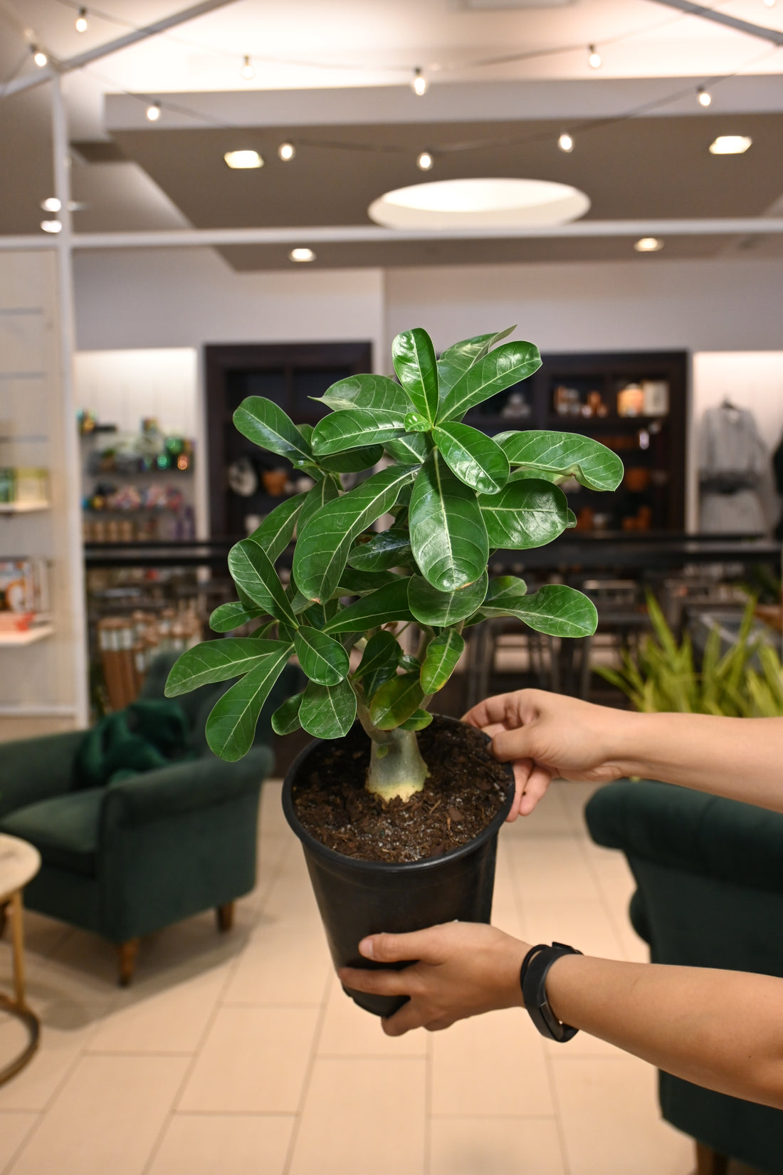 Desert Rose