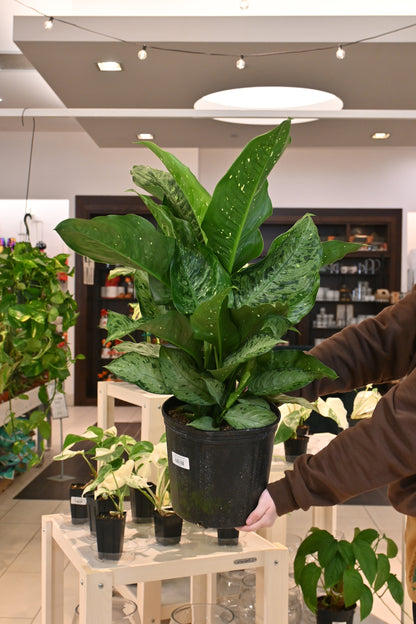 Dieffenbachia Snow