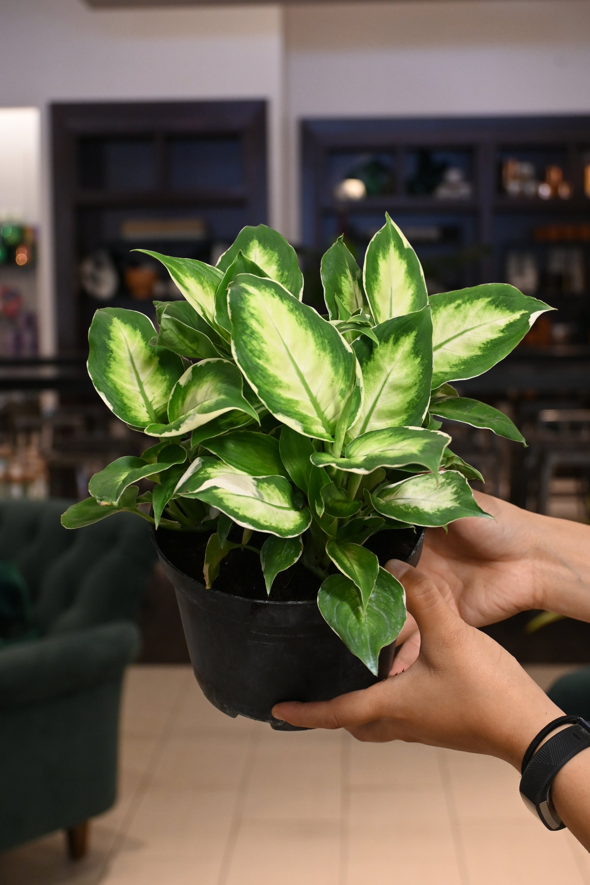 dieffenbachia maculata 'exotica' Dieffenbachia Maculata 'Cool Beauty' – Lost in the Forrest