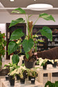 Monstera Sierrana (Mexican Clone)