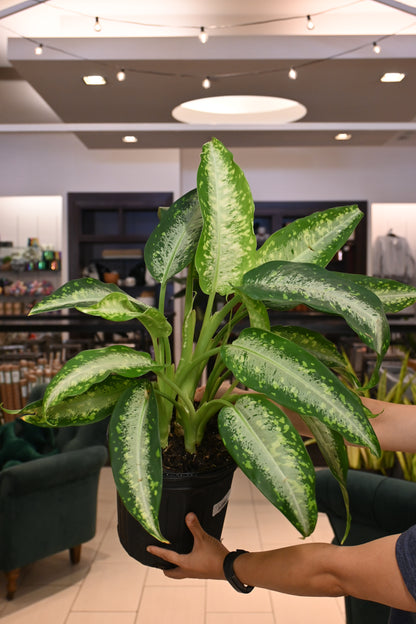 dieffenbachia dehlilia Dieffenbachia Panther – Lost in the Forrest