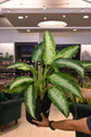 Dieffenbachia Panther