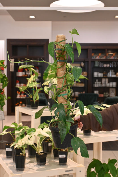 Epipremnum Pinnatum Albo