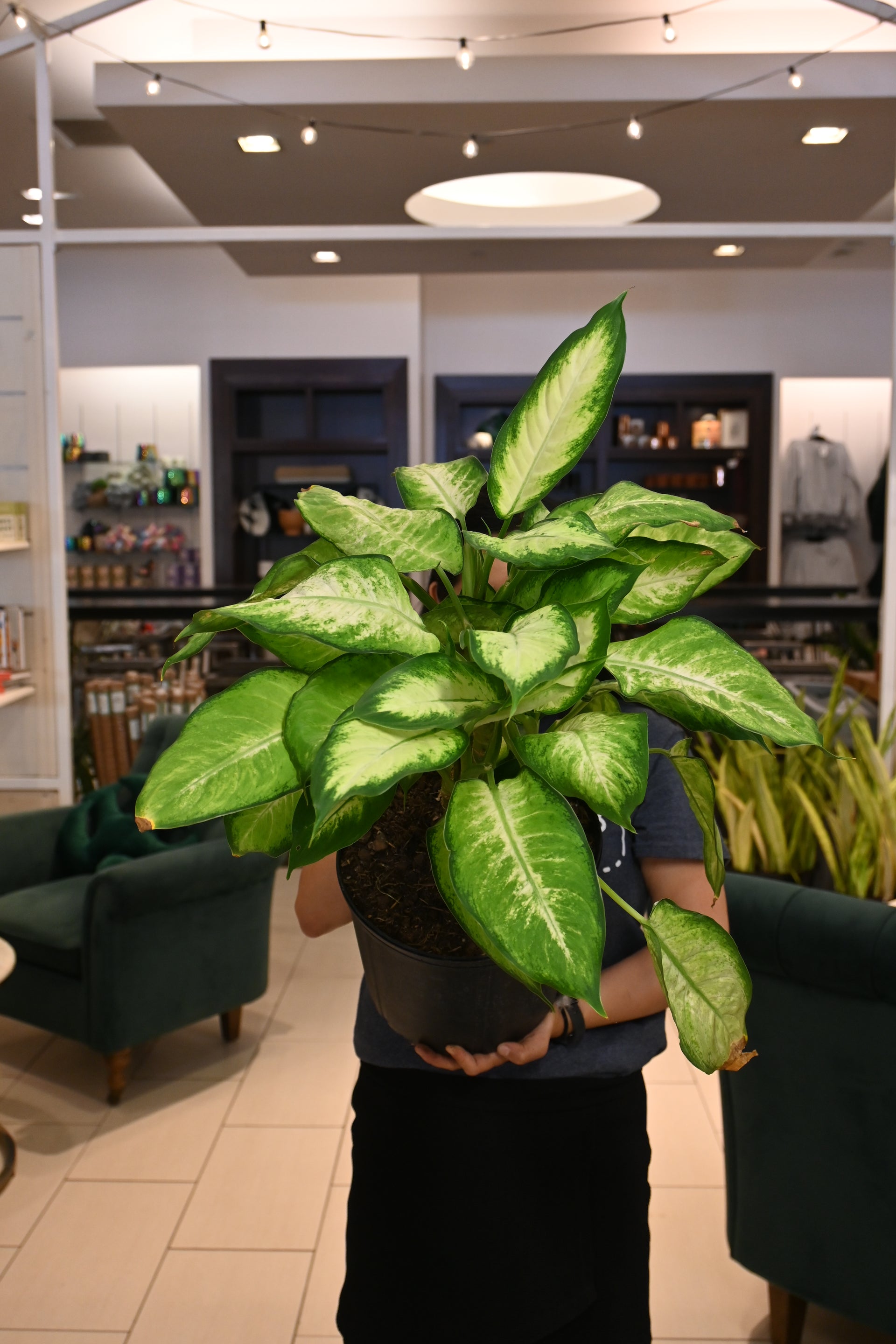 dieffenbachia camilla cae Dieffenbachia Camille – Lost in the Forrest