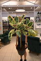 Ficus Tineke