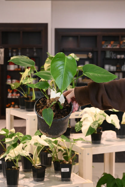 Monstera Albo Reverting/Reverted