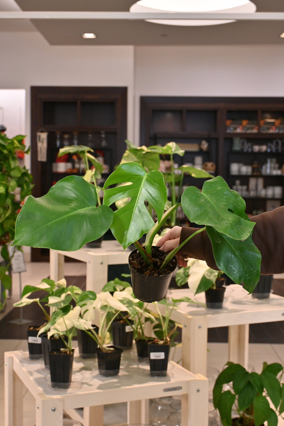 Monstera Albo Reverting/Reverted