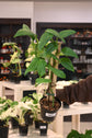 Monstera Dissecta