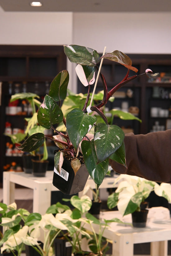 Philodendron Red Anderson