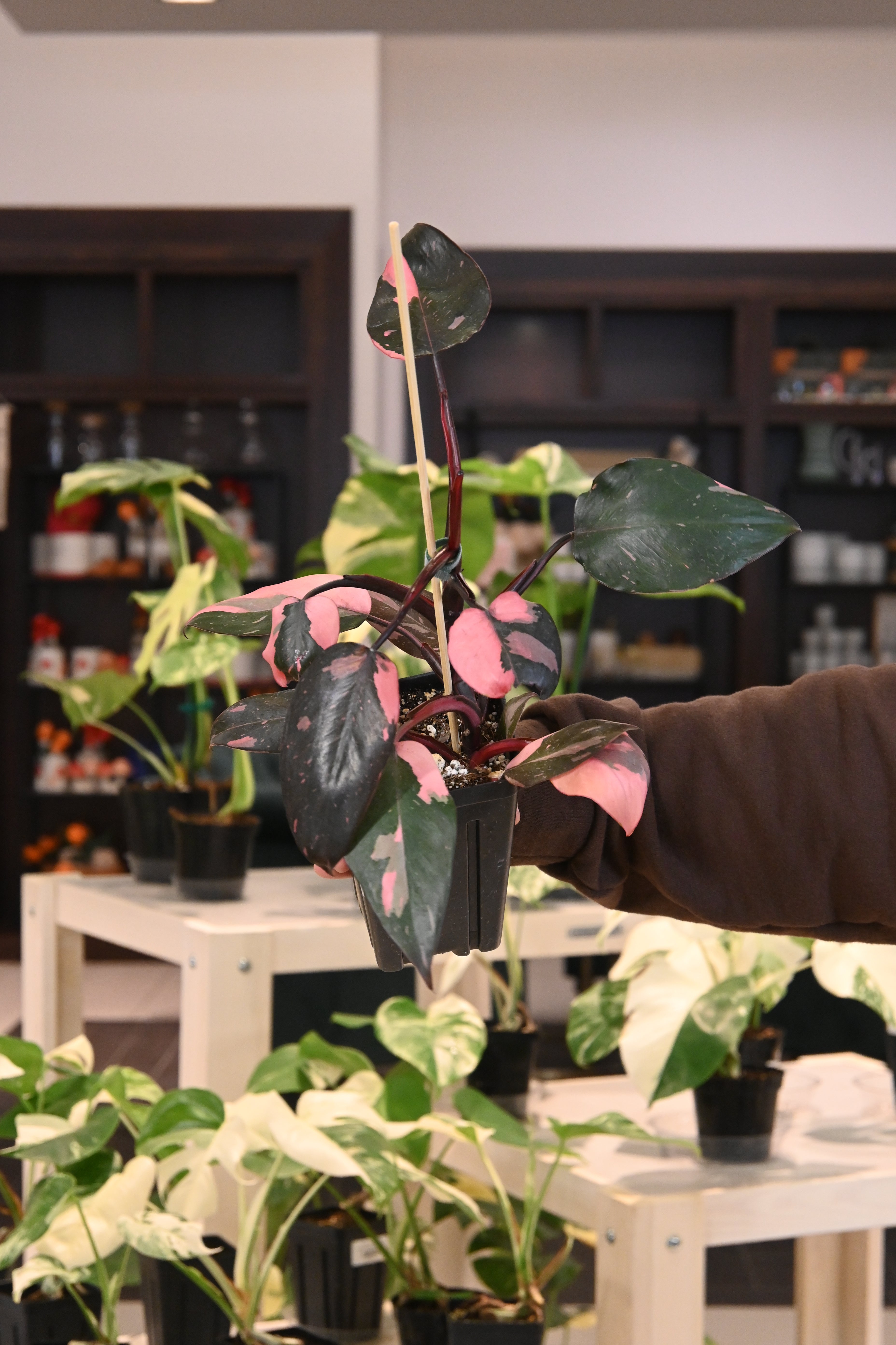 Philodendron Pink Princess