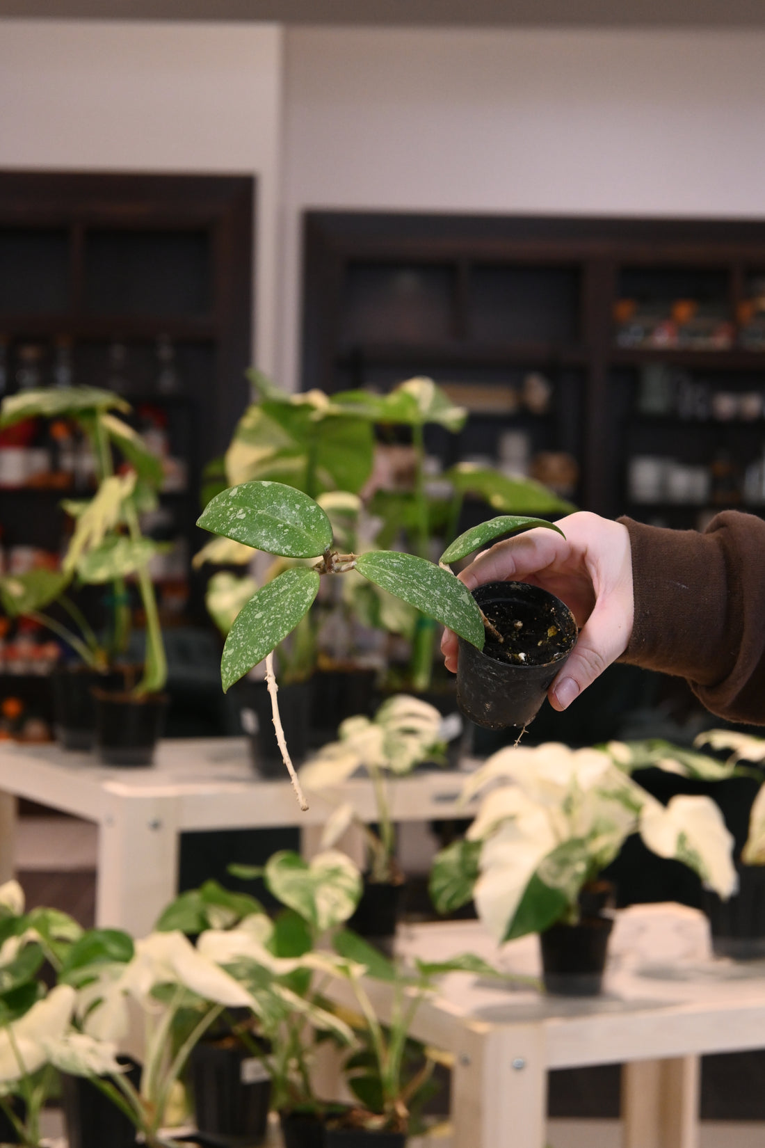 Hoya Ahool Sp. Vietnam