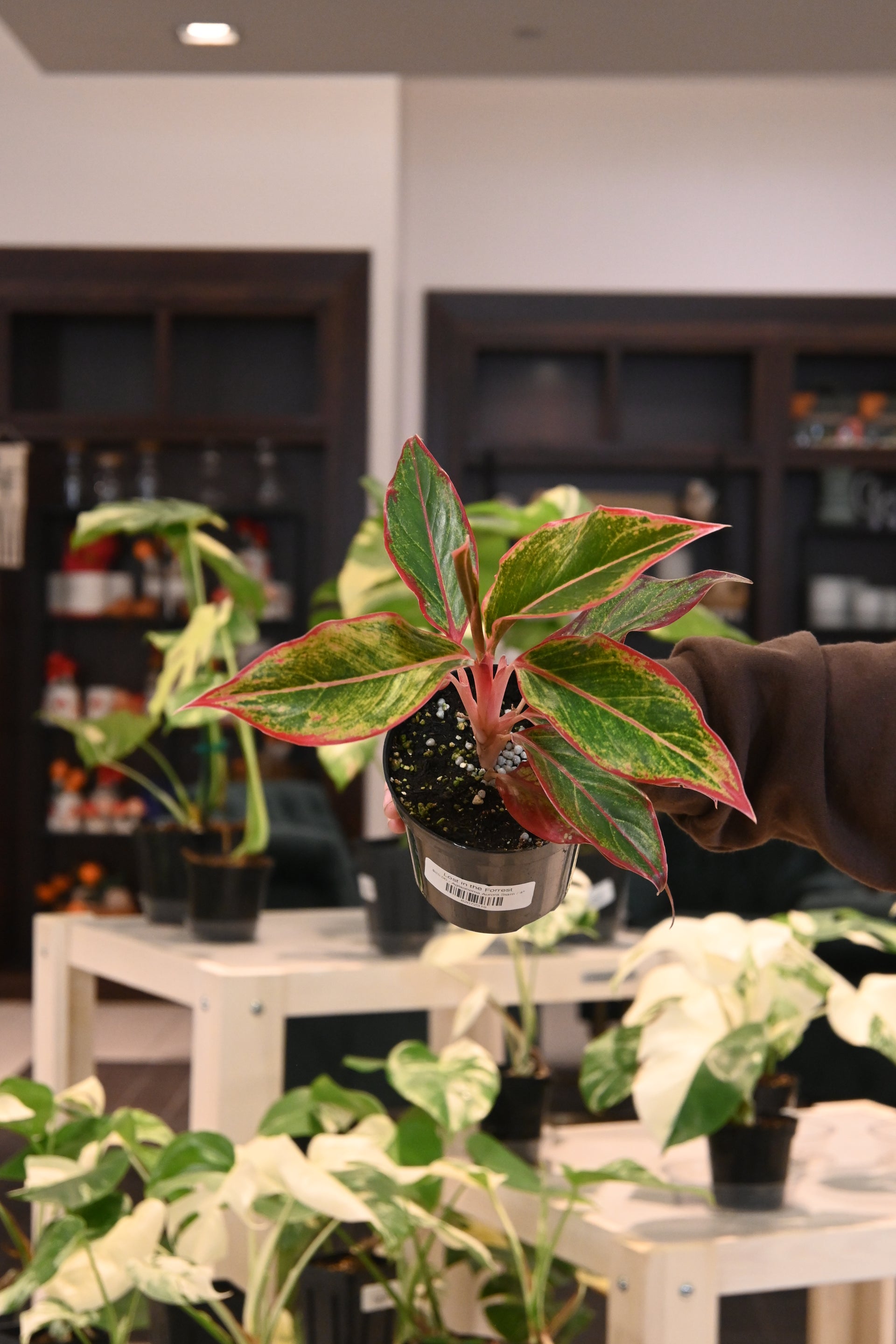 Aglaonema Aurora Siam – Lost in the Forrest