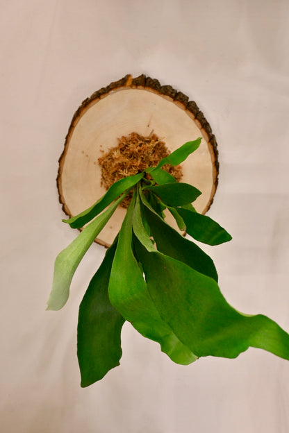 Fern Mounting Workshop, October 3rd at 12 pm