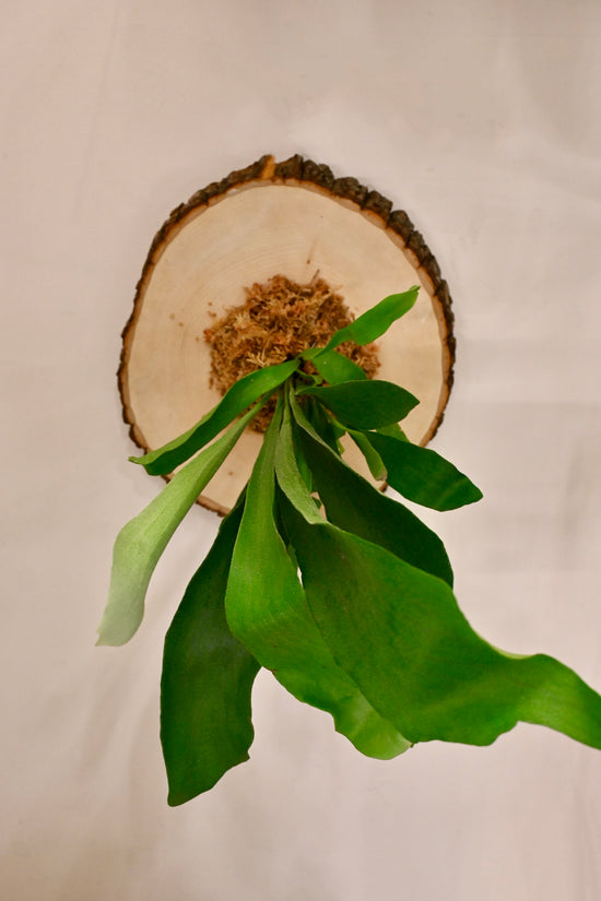 Staghorn Fern Mounting Workshop, November 8th at 1pm