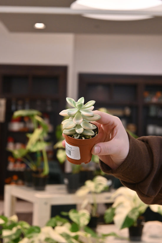 Graptopetalum Apricot Variegated