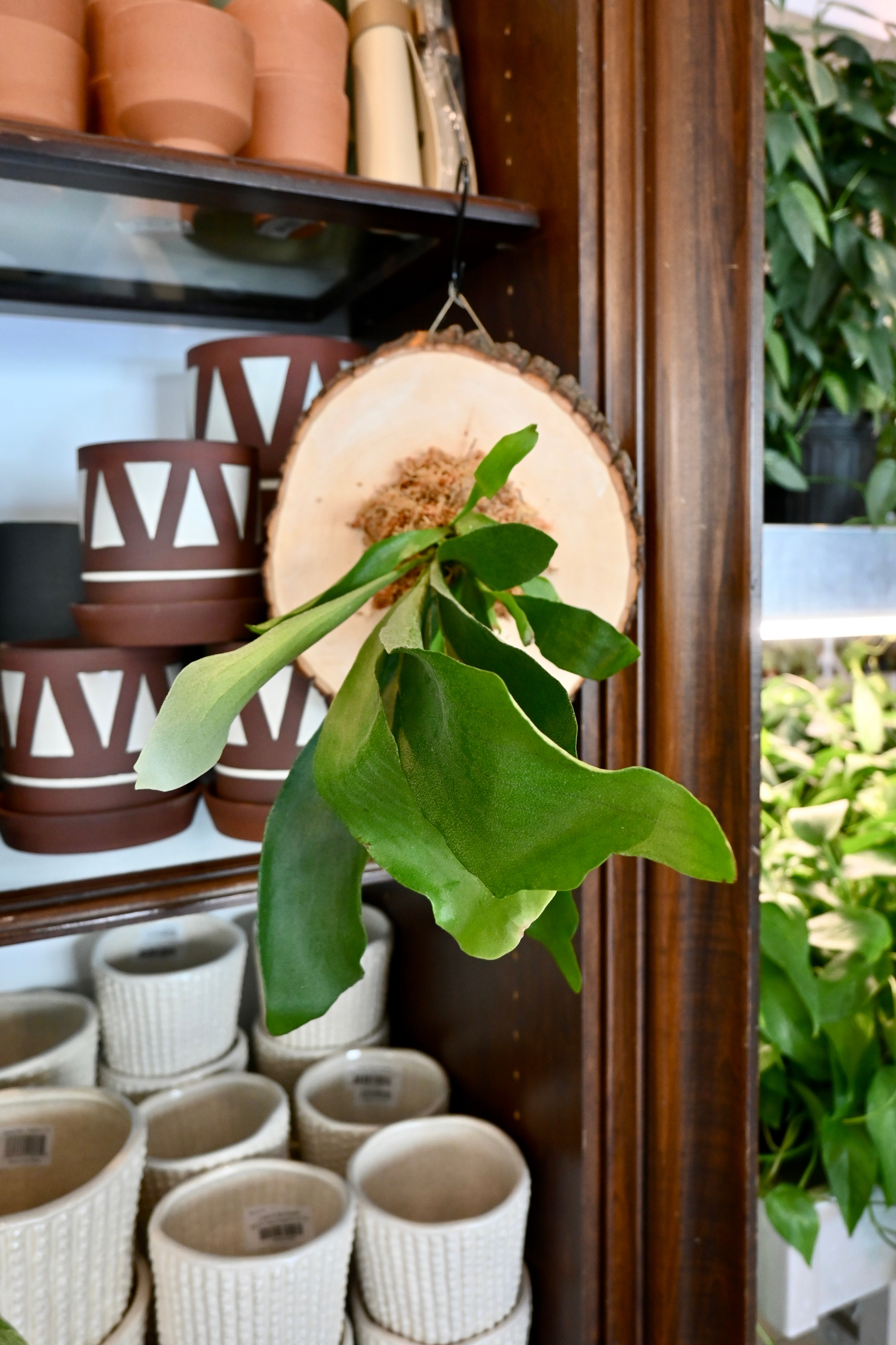 Fern Mounting Workshop, October 3rd at 12 pm