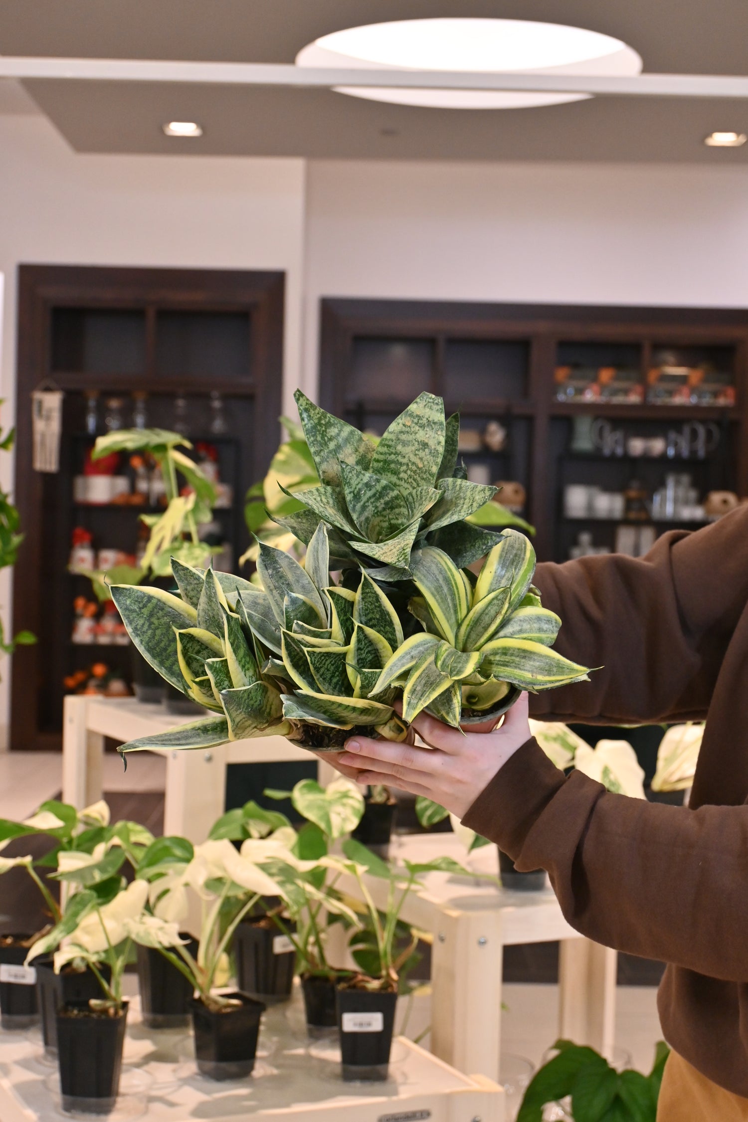 sansevieria asst Sansevieria Hahnii Asst