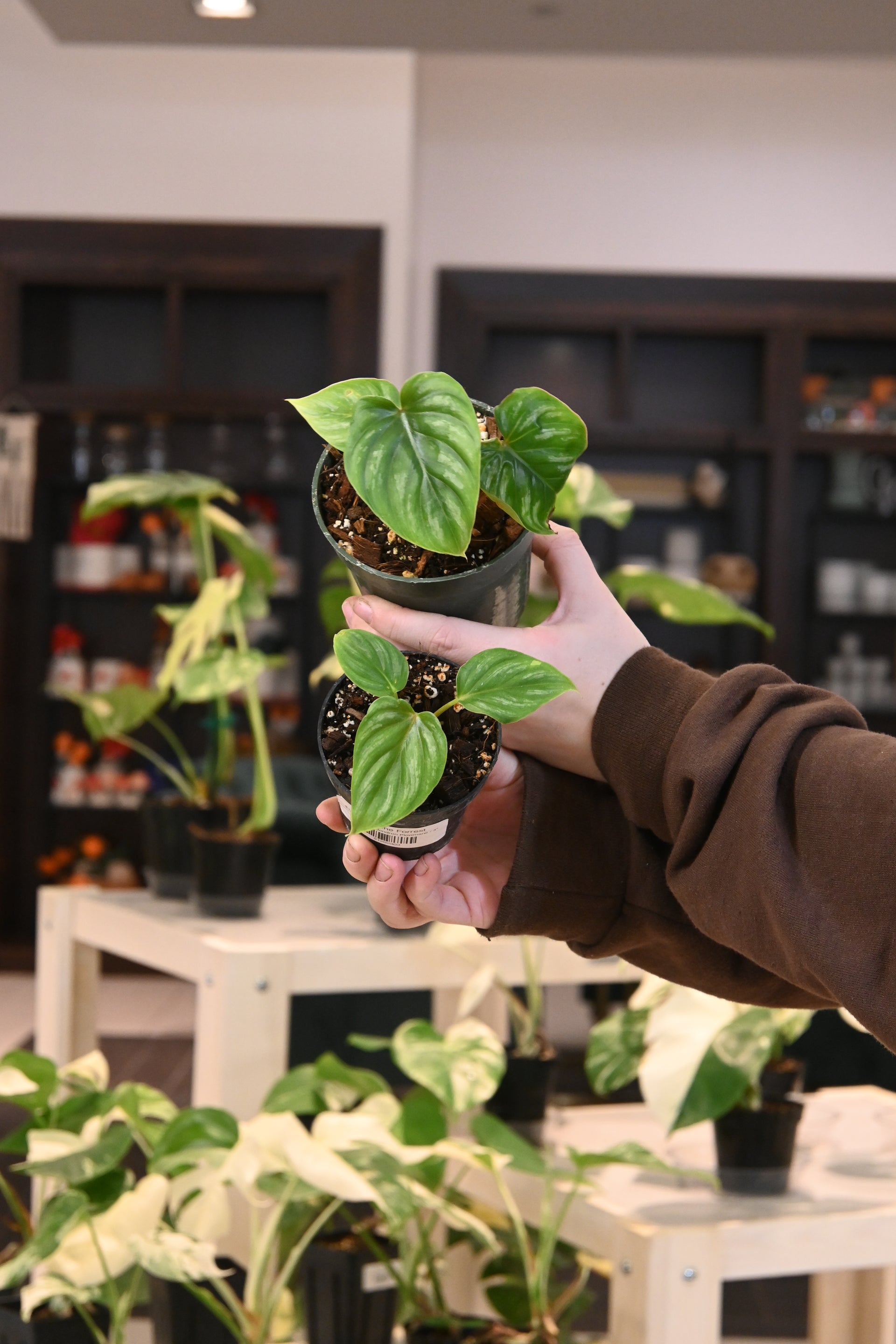 Philodendron Plowmanii – Lost in the Forrest