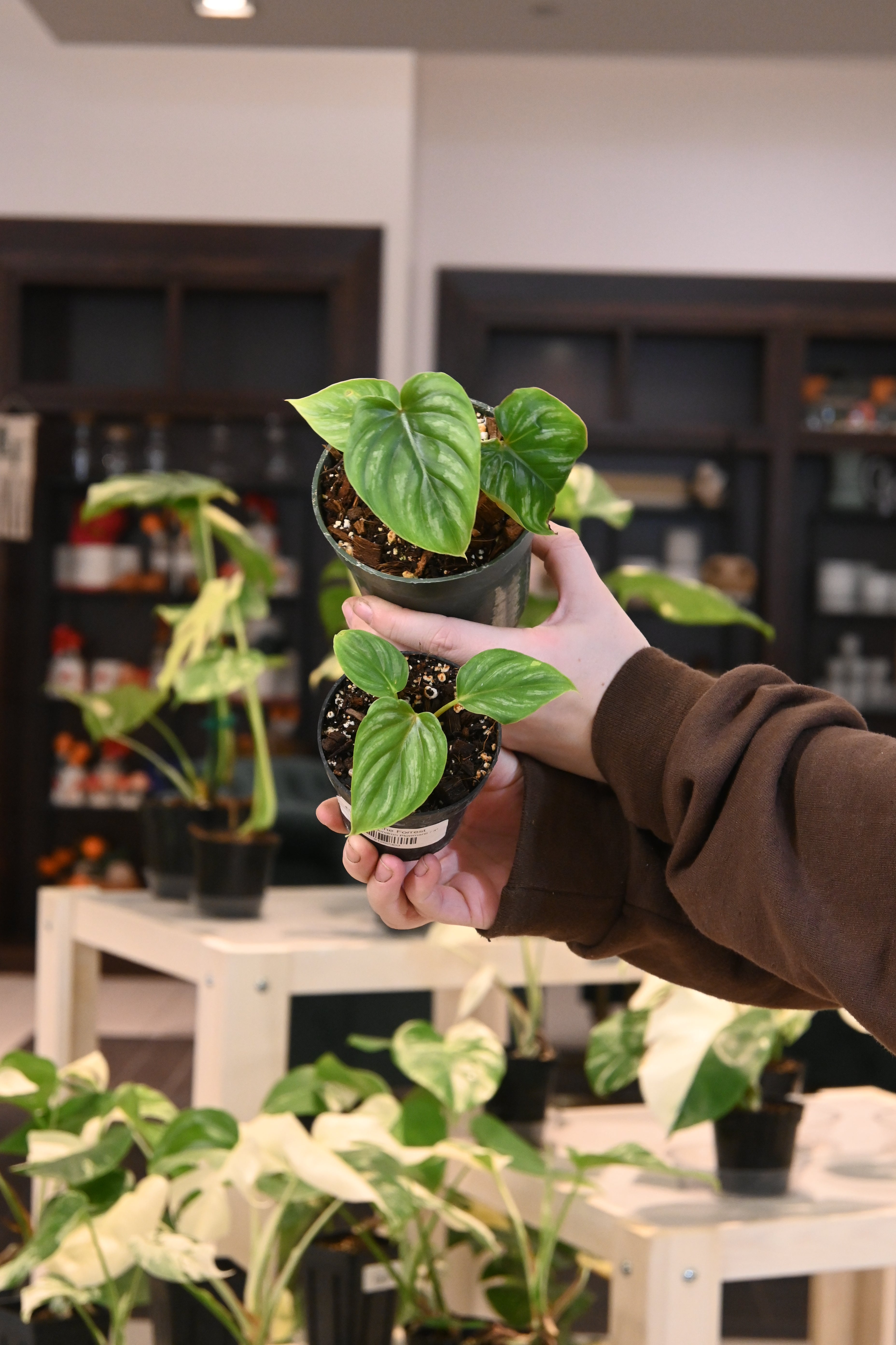 Philodendron Plowmanii