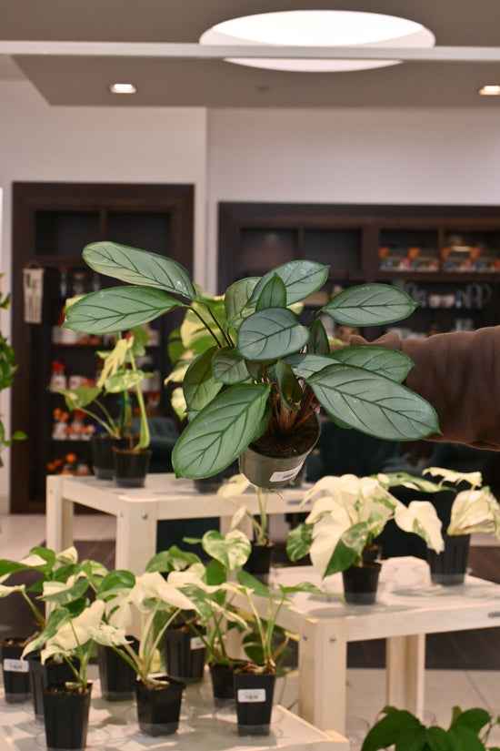 Calathea Grey Star