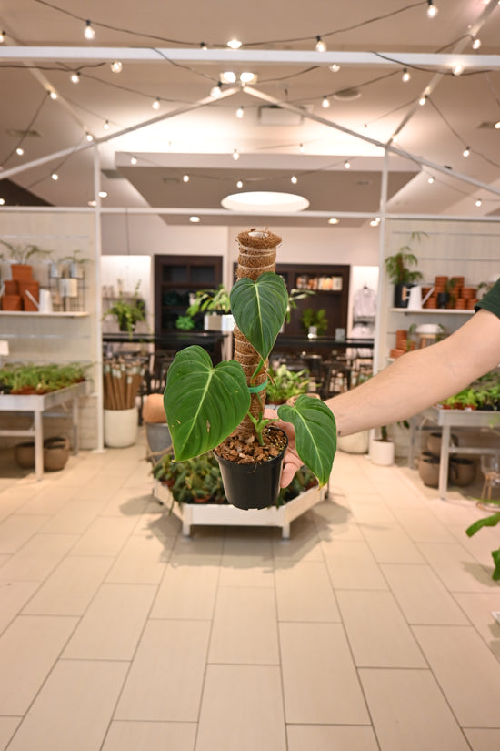 Philodendron Glorious