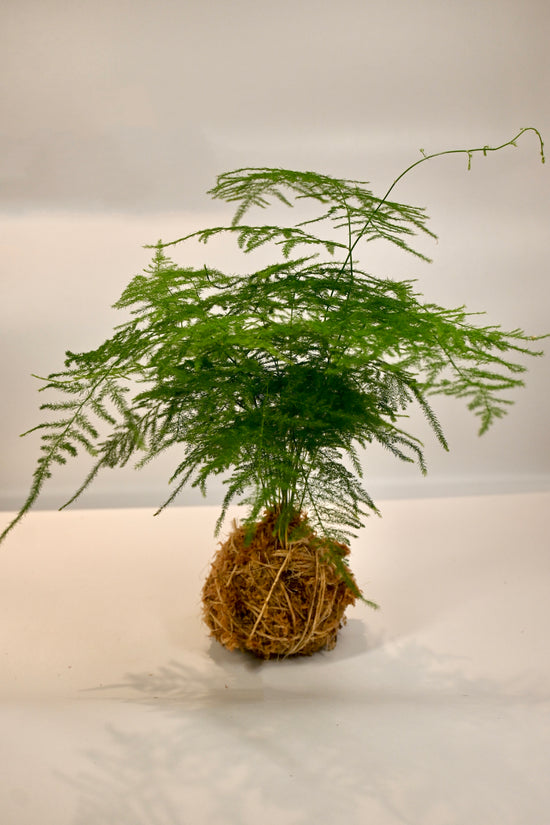 Kokedama Workshop, December 6th at 1pm
