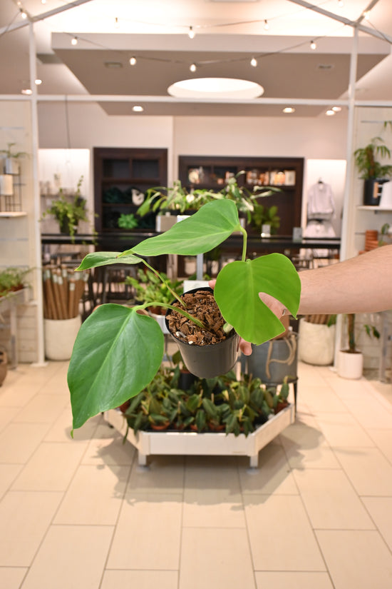 Monstera Sierrana (Mexican Clone)