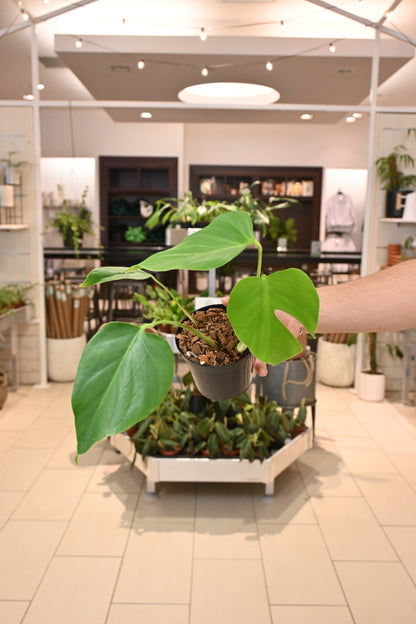 Monstera Sierrana (Mexican Clone)