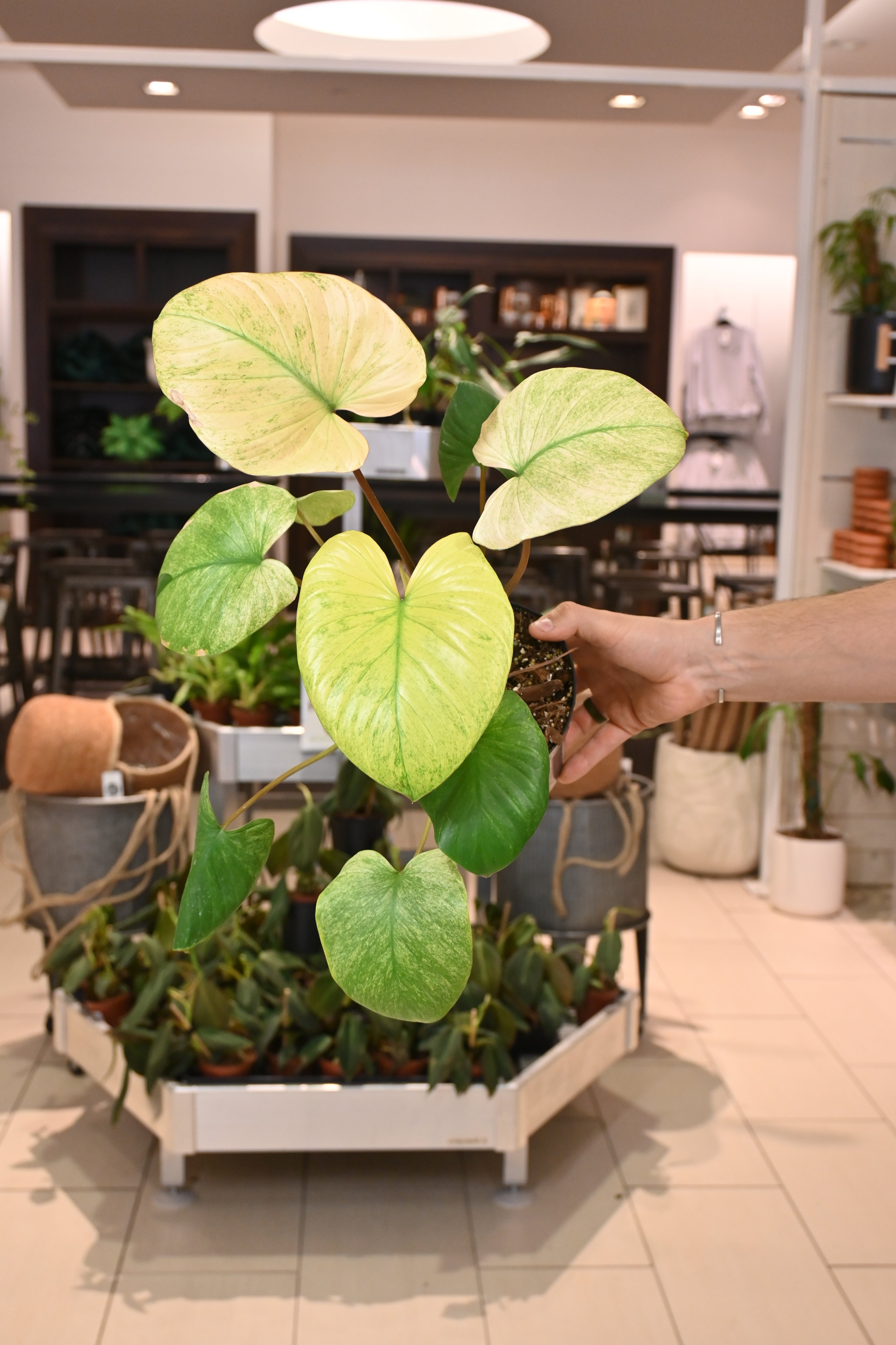 Homalomena Mint Melon